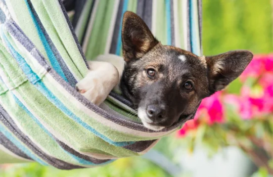 close-up-of-happy-dog-lying-in-striped-hammock-PW49DMJ_grande