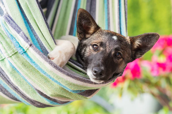 close-up-of-happy-dog-lying-in-striped-hammock-PW49DMJ_grande