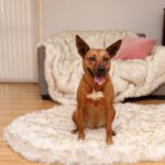 OrthoRug™ Luksusowe łóżko ortopedyczne